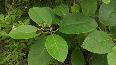 Ehretia dicksonii, photographed by Cheng-Te Hsu