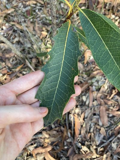 Xylomelum pyriforme, photographed by Thomas Mesaglio