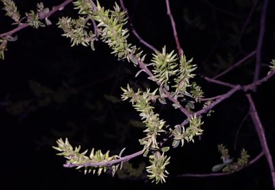 Salix salviifolia, photographed by scolym