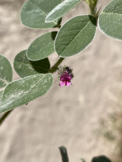 Indigofera flavicans, photographed by Robert Taylor
