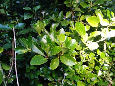 Euonymus japonicus, photographed by Leon Perrie
