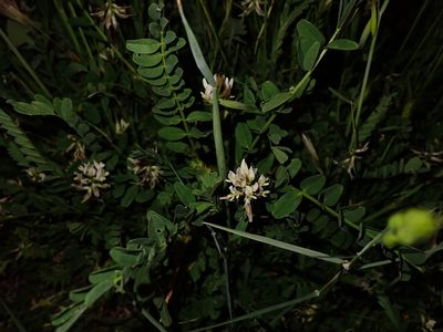 Astragalus hamosus, photographed by scolym