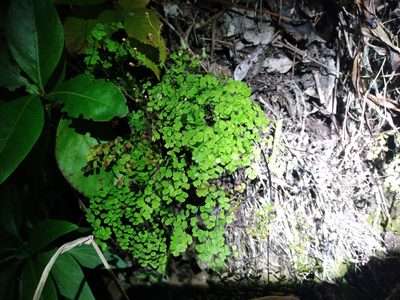 Adiantum raddianum, photographed by Leon Perrie