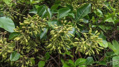 Pisonia aculeata, photographed by Cheng-Te Hsu