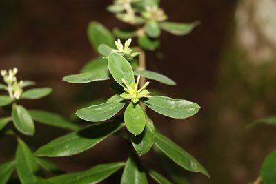 Pimelea gigandra, photographed by Greg Tasney