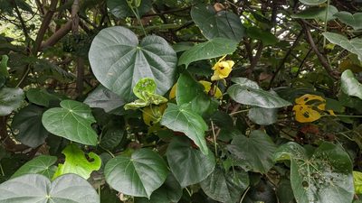 Hibiscus tiliaceus, photographed by Cheng-Te Hsu