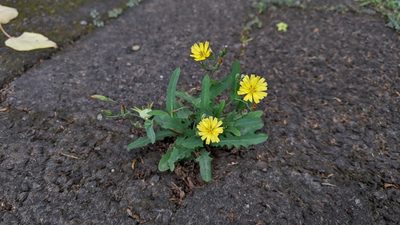 Ixeris chinensis, photographed by Cheng-Te Hsu