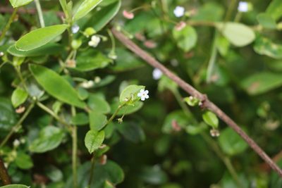Hackelia latifolia, photographed by Greg Tasney