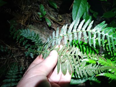 Doodia australis