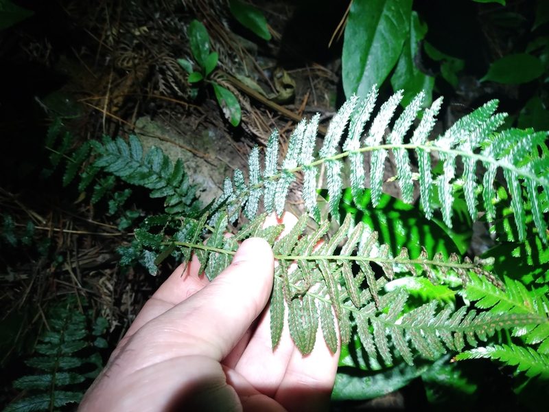 Doodia australis, photographed by Leon Perrie