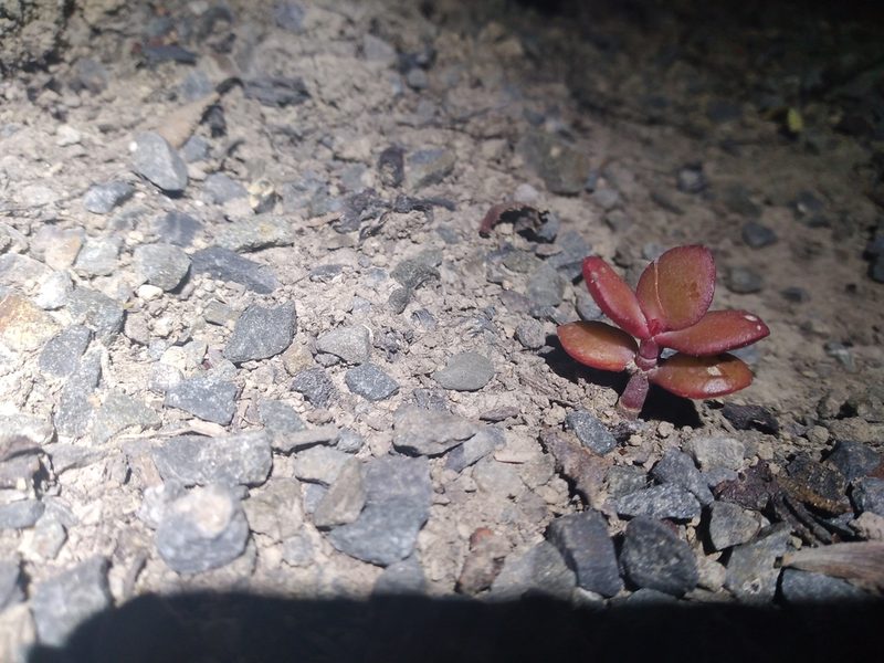 Crassula ovata, photographed by Leon Perrie