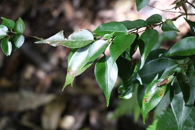 Decaspermum humile, photographed by Greg Tasney