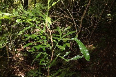 Stenocarpus sinuatus, photographed by Greg Tasney