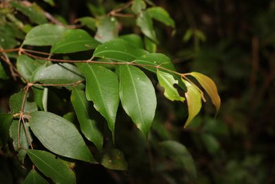 Rhodamnia whiteana, photographed by Greg Tasney