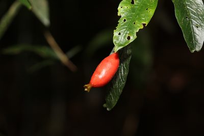 Atractocarpus chartaceus, photographed by Greg Tasney
