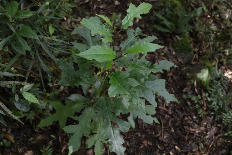 Solanum inaequilaterum, photographed by Greg Tasney