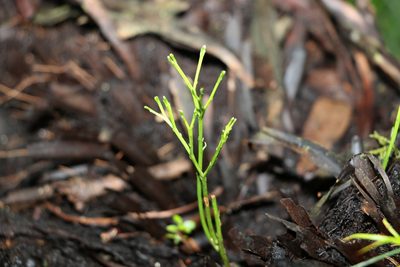 Psilotum nudum, photographed by Greg Tasney