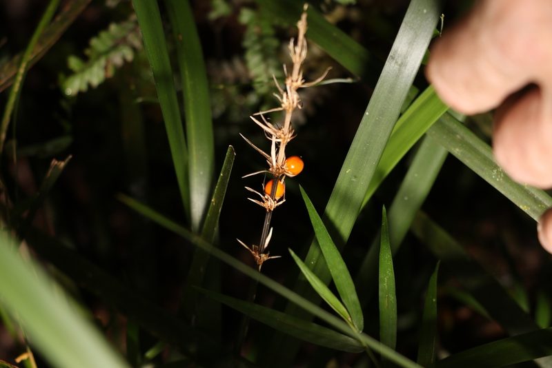 Lomandra spicata, photographed by Greg Tasney