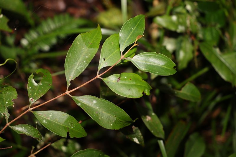 Rhodamnia whiteana, photographed by Greg Tasney