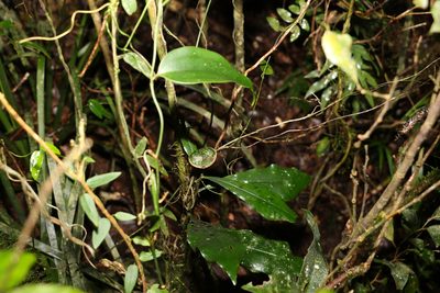 Eupomatia bennettii, photographed by Greg Tasney