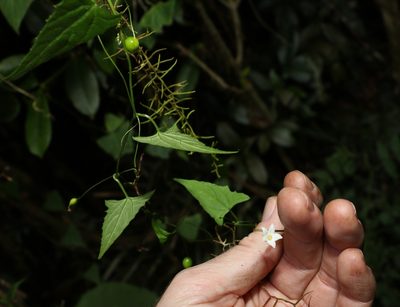 Zehneria cunninghamii, photographed by Greg Tasney