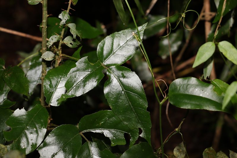 Cephalaralia cephalobotrys, photographed by Greg Tasney