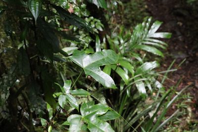 Brachychiton acerifolius, photographed by Greg Tasney