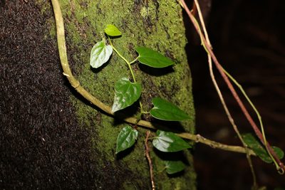 Piper hederaceum, photographed by Greg Tasney