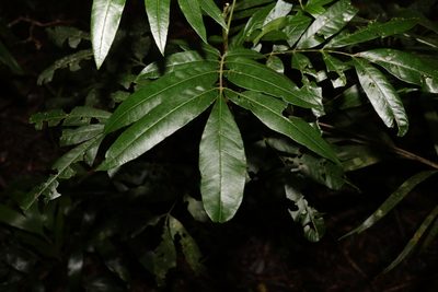 Flindersia xanthoxyla, photographed by Greg Tasney