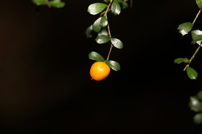 Pittosporum multiflorum, photographed by Greg Tasney