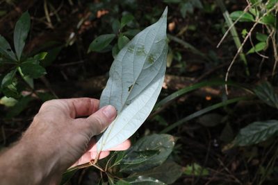 Neolitsea dealbata, photographed by Greg Tasney