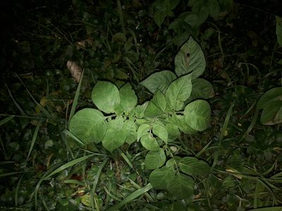 Solanum tuberosum, photographed by naturewatchwidow