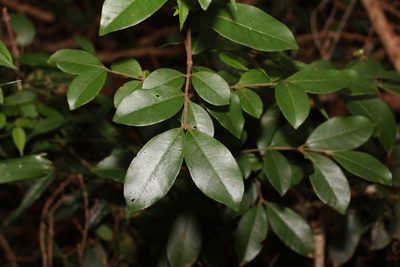 Lenwebbia prominens, photographed by Greg Tasney