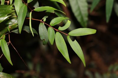 Pilidiostigma glabrum, photographed by Greg Tasney