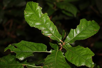 Sloanea australis, photographed by Greg Tasney