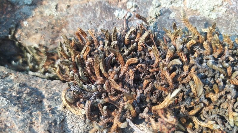 Selaginella sibirica, photographed by Ochirnima Nimaev