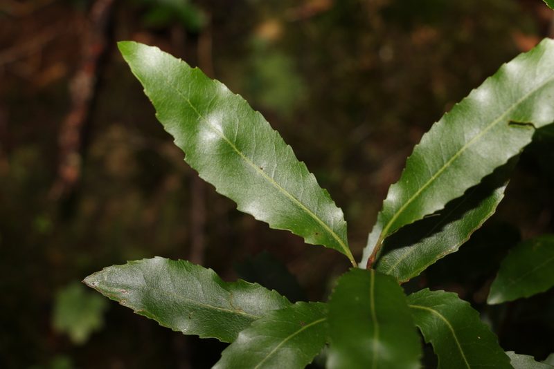 Lomatia arborescens, photographed by Greg Tasney