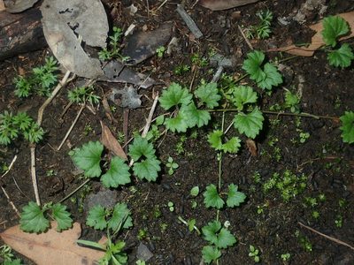 Veronica plebeia, photographed by Thomas Mesaglio