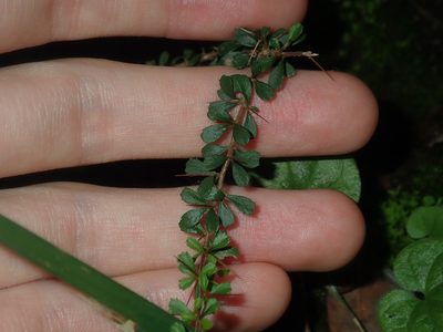 Bursaria spinosa, photographed by Thomas Mesaglio