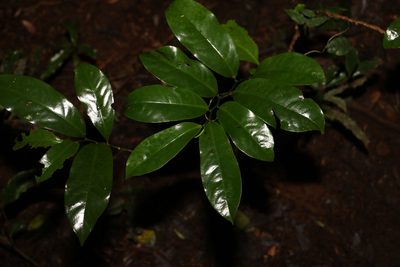 Eupomatia laurina, photographed by Greg Tasney