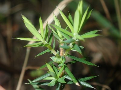 Styphelia sieberi, photographed by Thomas Mesaglio