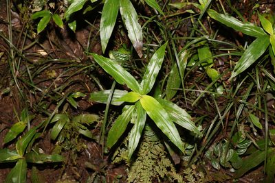 Pollia crispata, photographed by Greg Tasney
