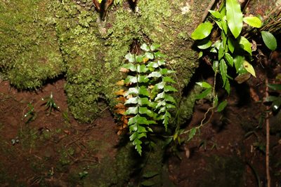 Asplenium polyodon, photographed by Greg Tasney