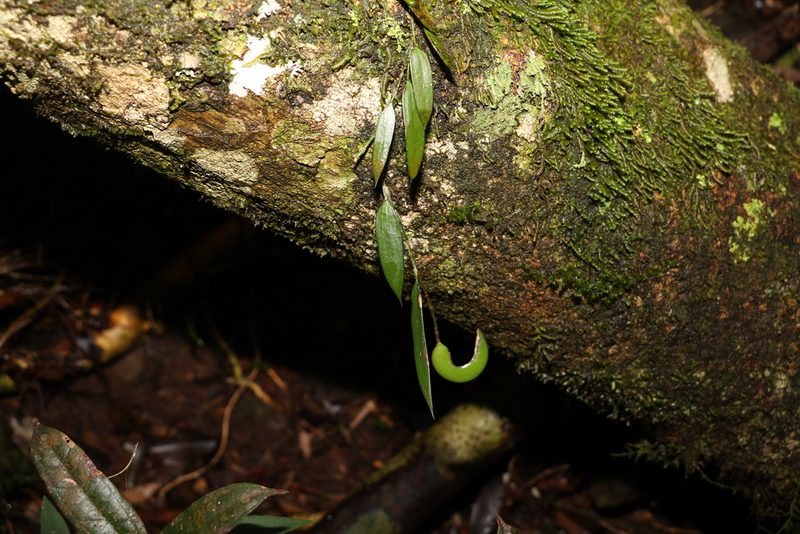 Dendrobium pugioniforme, photographed by Greg Tasney