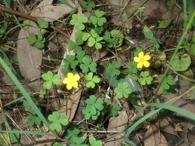 Oxalis perennans, photographed by Thomas Mesaglio