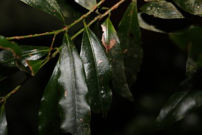 Cinnamomum virens, photographed by Greg Tasney