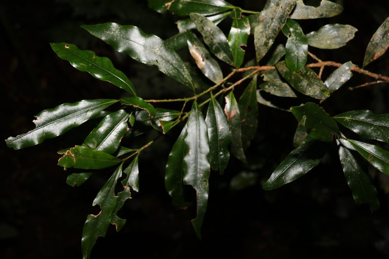 Cinnamomum virens, photographed by Greg Tasney