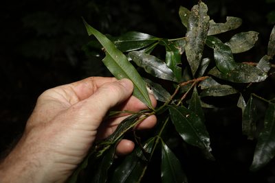 Cinnamomum virens, photographed by Greg Tasney