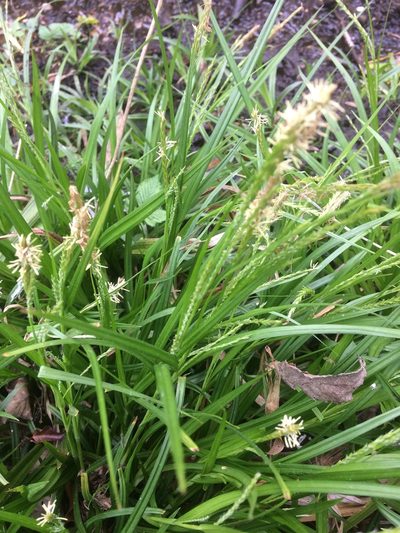 Carex strigosa, photographed by juliatodd