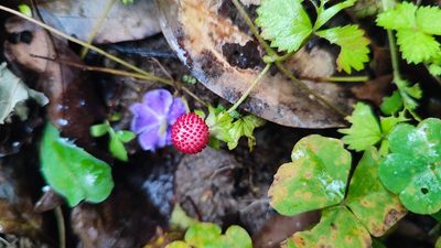 Potentilla hebiichigo, photographed by 四角銅鑼